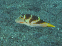 Canthigaster axiologus