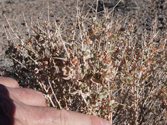 Atriplex confertifolia