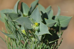 Euphorbia aleppica