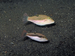 Canthigaster bennetti