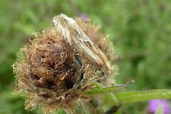 Eucosma cana