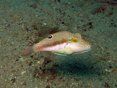 Canthigaster bennetti