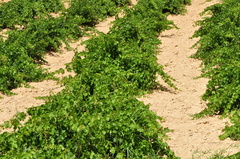 Vitis vinifera vinifera