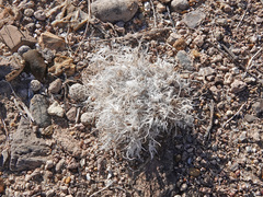 Dasyochloa pulchella