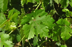 Vitis vinifera vinifera