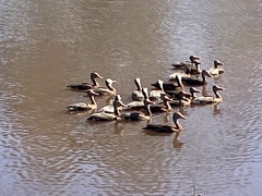 Dendrocygna autumnalis