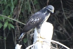 Buteogallus anthracinus subtilis