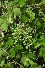 Vitis vinifera vinifera