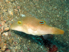 Canthigaster compressa