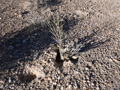 Ephedra nevadensis