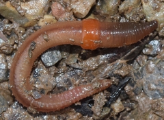 Aporrectodea trapezoides