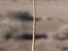 Ephedra nevadensis