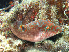 Canthigaster compressa
