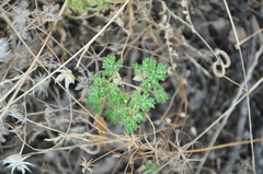 Euphorbia falcata