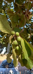 Terminalia corrugata