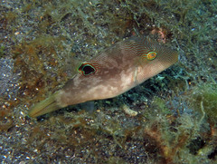 Canthigaster compressa
