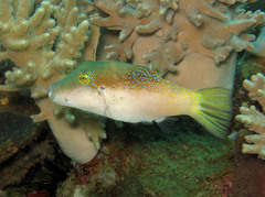 Canthigaster epilampra