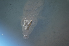 Crocodylus acutus