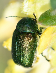 Cryptocephalus sericeus