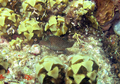 Canthigaster janthinoptera