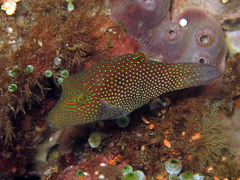 Canthigaster janthinoptera
