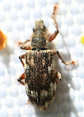 Polydrusus tereticollis
