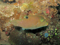 Canthigaster papua