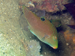 Canthigaster papua