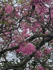 Chionanthus pubescens