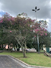 Chionanthus pubescens