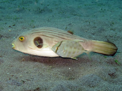 Atropus armatus