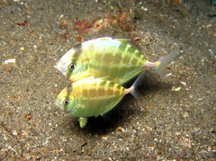 Atropus armatus