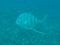 Atropus armatus