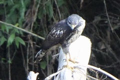 Buteogallus anthracinus subtilis