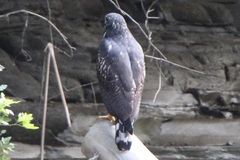 Buteogallus anthracinus subtilis