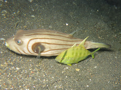 Atropus armatus