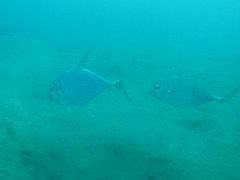 Caranginae