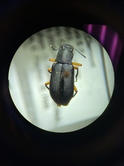 Haplandrus fulvipes