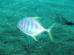 Caranginae