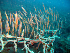 Centriscus scutatus