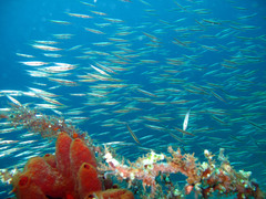 Centriscus scutatus