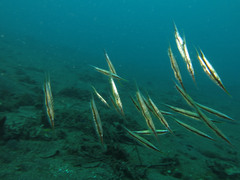 Centriscus scutatus