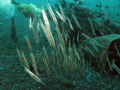Centriscus scutatus