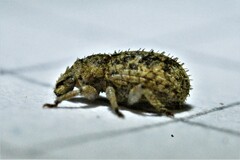Entiminae