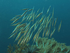 Centriscus scutatus