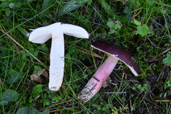 Russula torulosa