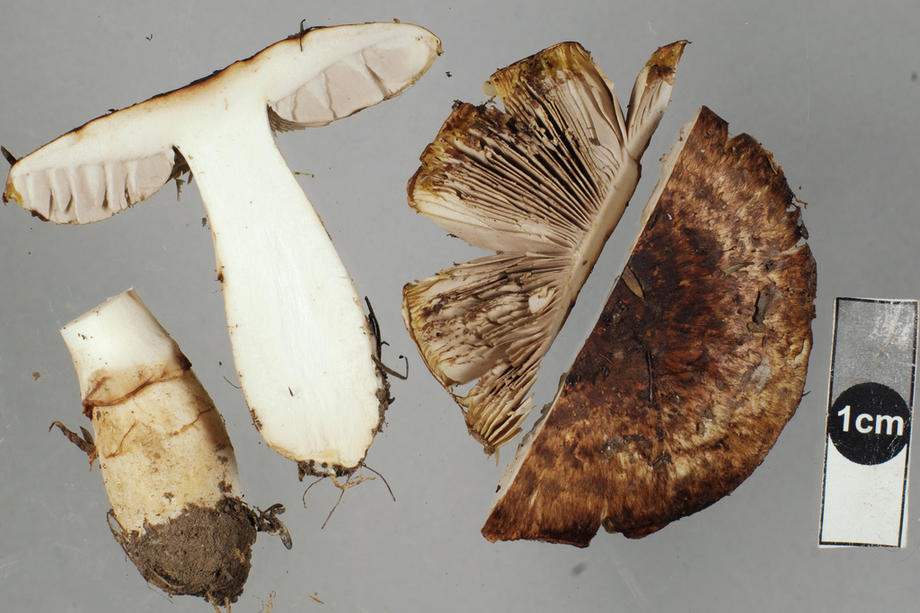 Bambusa australis (Bambusa australis)