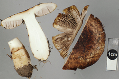 Agaricus horakianus