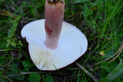Russula torulosa