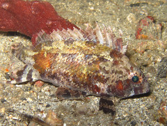 Centrogenys vaigiensis